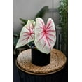 thumbnail image 4 of Heart of Jesus Caladium Bulbs for Planting - Perennial Hosta, Elephant Ears, Fancy (6 Bulbs), 4 of 5