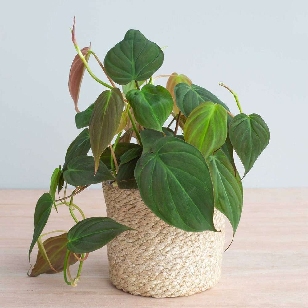 Philodendron Velvet Live Plant for Indoor | Different Houseplants in 4'' & 6'' Pot | Real House Plant for Living Room, Office, Desk & Bathroom | Micans Heart-Leaf
