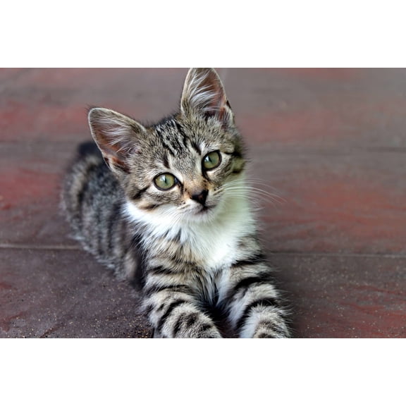 Wall Art Impressions 36x24in Photographic Print Poster Cat Kitten Young Animals Fur Nice Appearance