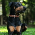 thumbnail image 4 of Raindrops Durable Adjustable Pet Collar for Small Dogs and Cats with Buckle, 4 of 8