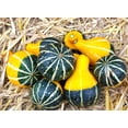 thumbnail image 4 of TomorrowSeeds - Bicolor Pear Ornamental Gourd Seeds - 60+ Count - For 2026 Planting Yellow Green, 4 of 9