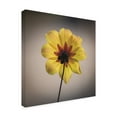 thumbnail image 2 of Trademark Fine Art 'Behind the Flower' Canvas Art by Kurt Shaffer Photographs, 2 of 3
