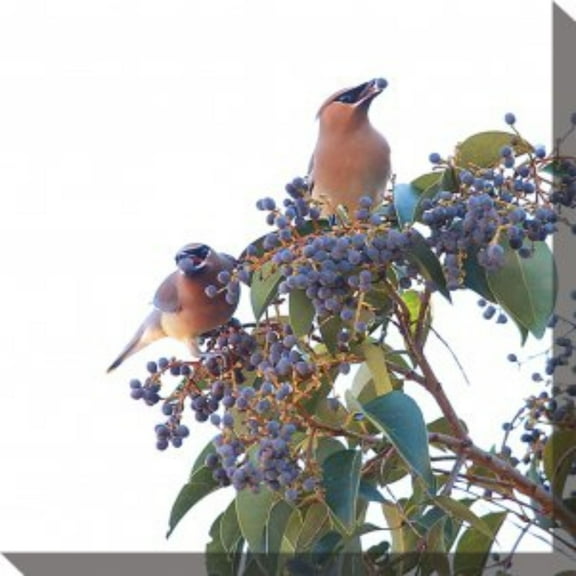 Outdoor Living and Style Burnt Orange Two Waxwings and Ligustrum Outdoor Canvas Square Wall Art