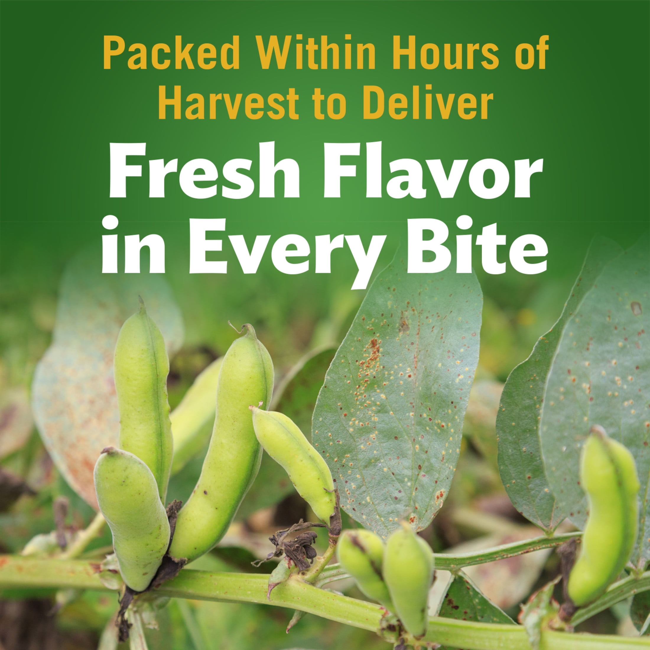 (5 pack) Del Monte Harvest Selects Lima Beans, Canned Vegetables, 8.5 oz Can