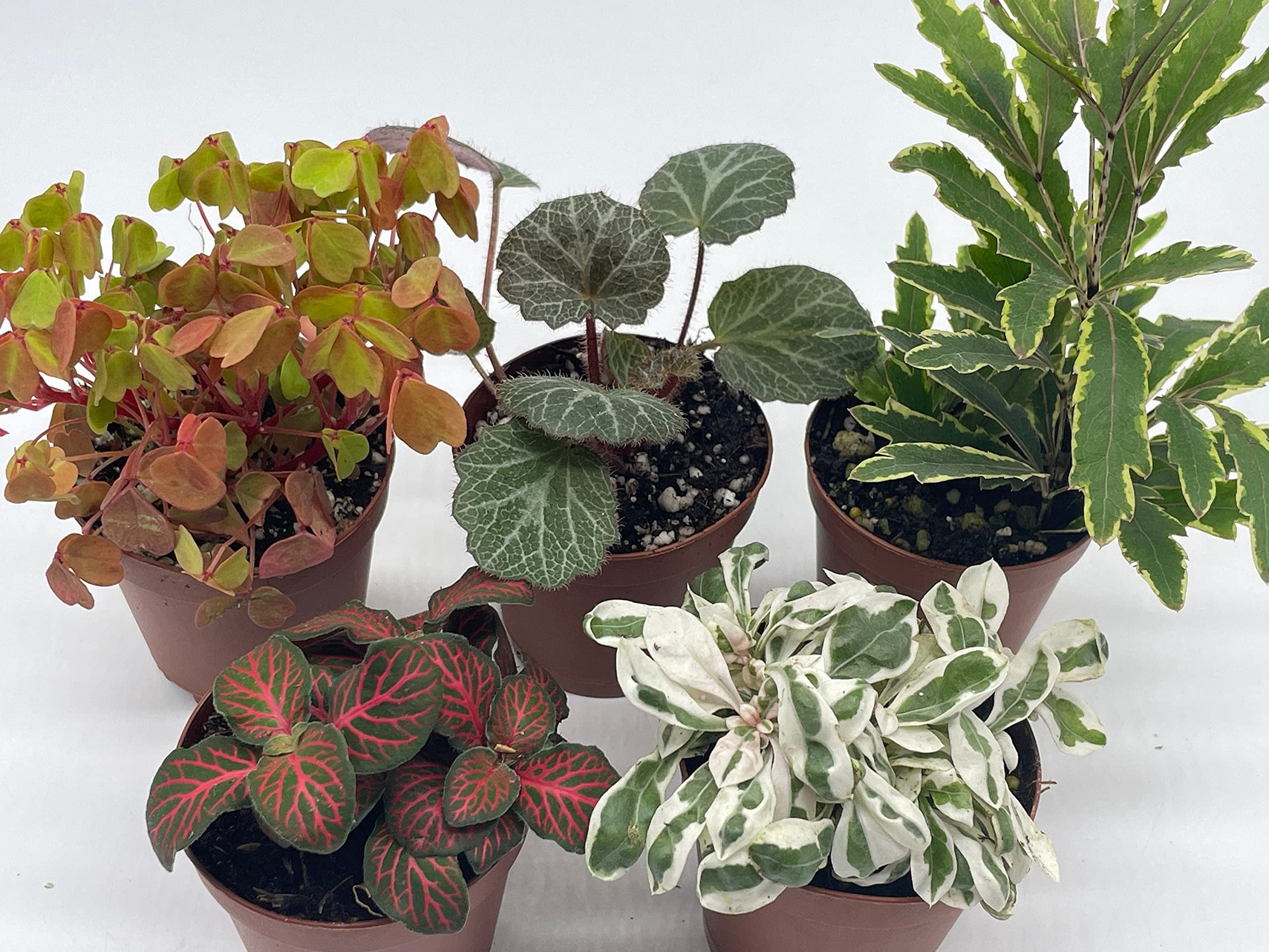 Florida House Plants Colorful Fern Set Live Plants in 2" Grower Pots (5 Count)
