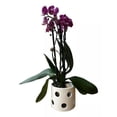 thumbnail image 2 of Maceta Cerámica Esmaltada Orquídea Pequeña Cilindro Blanco Casa Artemisa Cilindro, 2 of 2