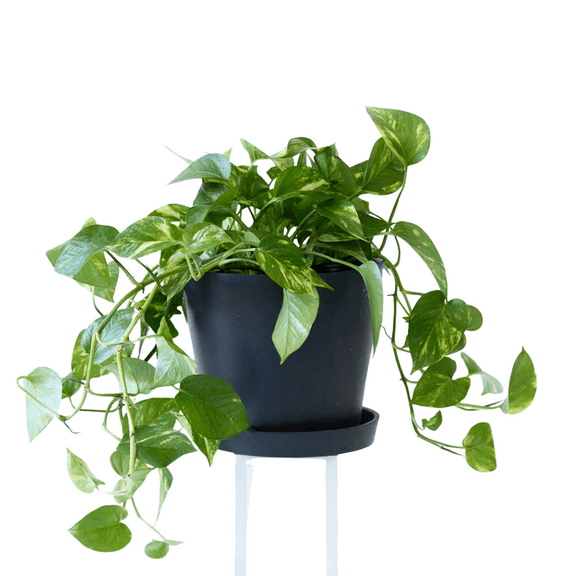 Pothos Live Plant, Golden Pothos Plant 3-5 Inch Tall, Trailing Vine Plants for Home Planting
