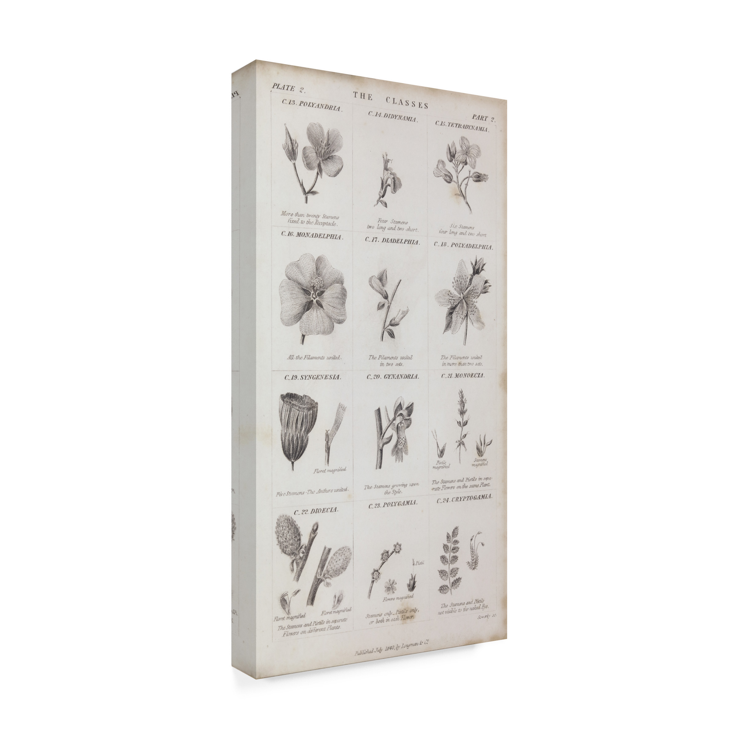 Trademark Fine Art 'Conversations on Botany X' Canvas Art by Wild Apple Portfolio