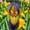 C, variant on Iris, Low Maintenance - Easy Grow - Ideal for Beds Borders, Plant Pots & Planters