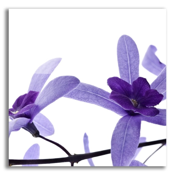 Epic Art 'Purple Blossom 2' by Photoinc Studio, Acrylic Glass Wall Art, 12"x12"