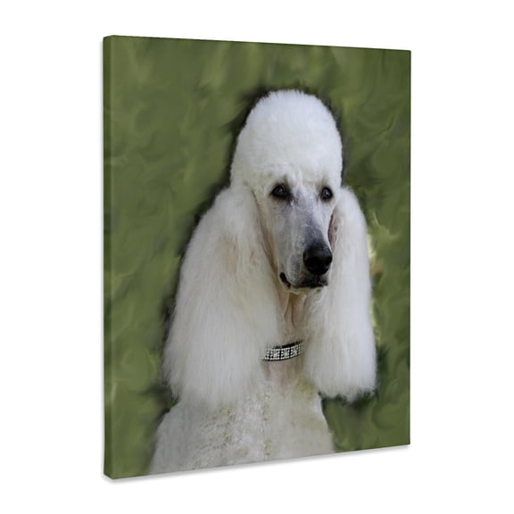 3dRose, Standard Poodle, Museum Grade Canvas Wrap 11x14