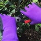 thumbnail image 5 of 2 pares de guantes de jardinería para niños, guantes antideslizantes para deshierbar, recortar, plantar, florecer MFZFUKR CPB-US-DYP726-5, 5 of 5
