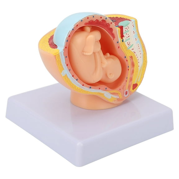 Mini Pregnant Woman Pelvis Model, Female Pelvic Pregnancy Anatomical Model With Removable Organs, Anatomical Pelvis Model 9 Months Baby Model For Teaching Aid