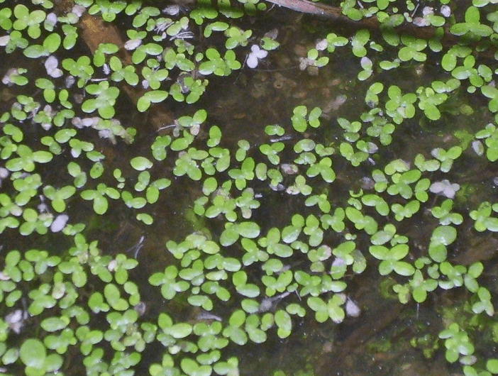 5500+ Azolla & Duckweed Live Plant Mix – No Parasites Floating Aquarium & Pond Plants for Fish Tanks