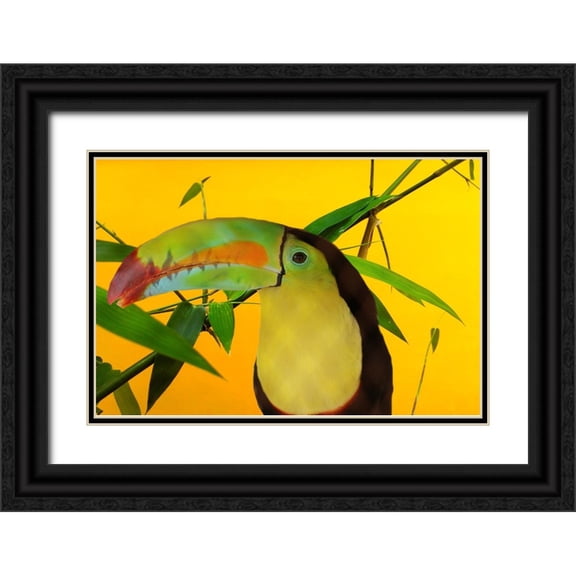 Phillip, Jamie 14x11 Black Ornate Wood Framed with Double Matting Museum Art Print Titled - Toucan Yellow