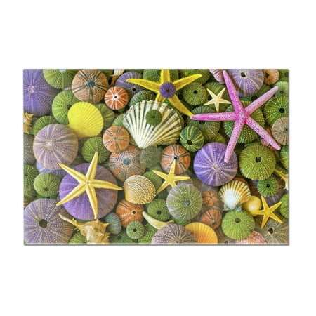 Colorful Sea Stars Urchins Shells Lantern Press Photography