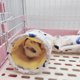 thumbnail image 4 of Túnel para hámsterpequeo tubo de escondite para mascotas que evita la deformación Forro suave para planeador de azúcar Amonsee No, 4 of 5