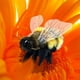 thumbnail image 2 of Marioneta de mano Folkmanis Honey Bee, amarillo y negro, 18 x 13 x 8 cm, 2 of 3