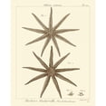 thumbnail image 3 of Vision Studio 20x24 Black Modern Framed Museum Art Print Titled - Striking Starfish III, 3 of 5
