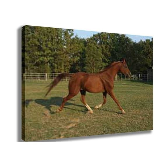 Trotting Horse Canvas Print