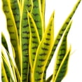 thumbnail image 5 of Northlight Artificial Potted Snake Plant - 38", 5 of 7