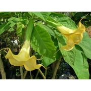 Angels Trumpet Live Tropical Plant Large Fragrant Yellow Flowers Starter 4 inch pot