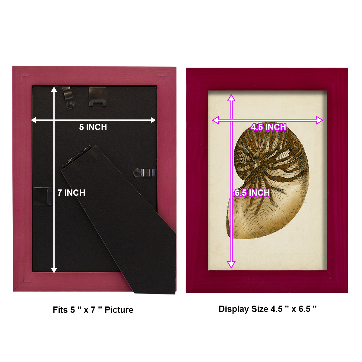 Sealife Collection V - Framed Print w/glass - Cherry Red