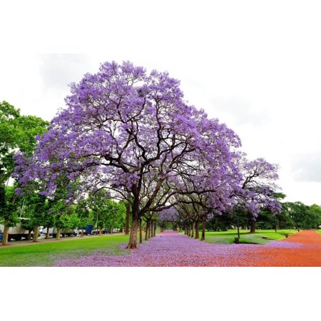 America Point - Jacaranda Tree (Jacaranda Mimosifolia), Buenos Aires City, Argentina, South America Print Wall Art By Pablo Cersosimo