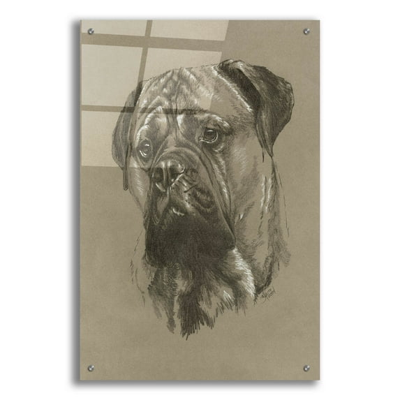 Epic Art 'Bull Mastiff' by Barbara Keith, Acrylic Glass Wall Art, 24"x36"
