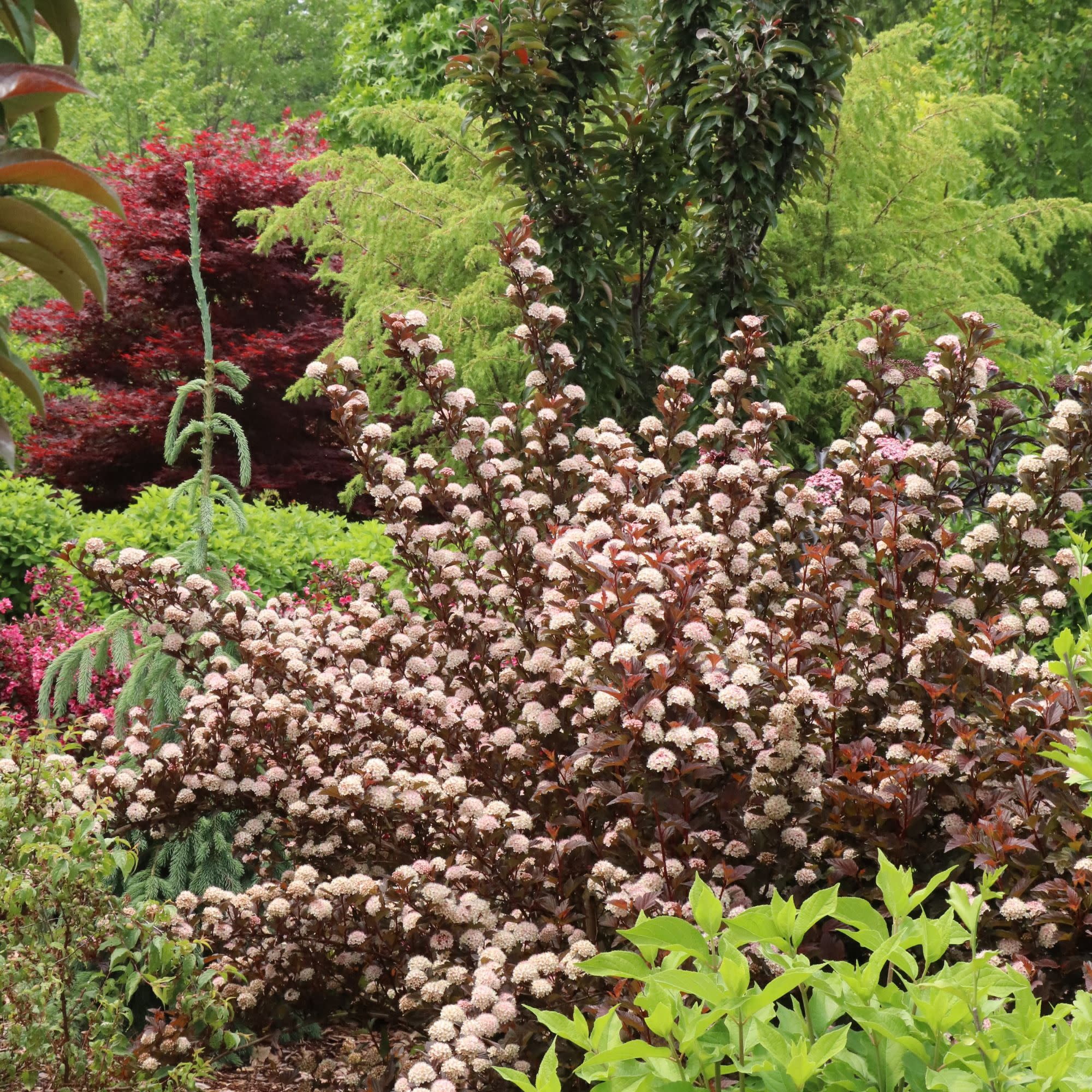 Proven Winners ColorChoice 5" Pink Summer Wine Ros Ninebark Live Plant in 4.5" Pot (4 Count)