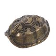 thumbnail image 3 of Miangastore Mini Divination Turtle Shell For Fengshui Chinese Fortune-Telling Desktop Brass Figurine Good Luck Fortune Coin For Health Wealth Divination Prop Golden, 3 of 8