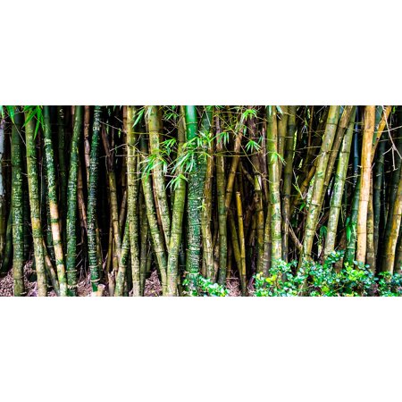 Peel-n-Stick Poster of Hawaii Bamboo Plants Nature Forest Poster 24x16 Adhesive Sticker Poster