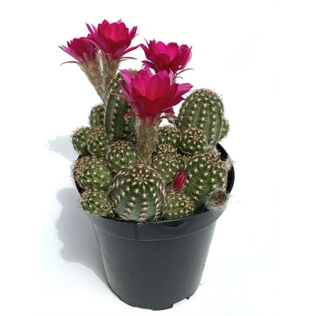 Rose Quartz Peanut Cactus Chamaelobivia