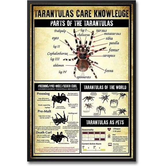 Tarantulas Care Knowledge Metal Sign Vintage Farm Decor Parts Of Taratulas Tin Poster Home Size: 12 x 16 inch