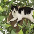 thumbnail image 3 of On2Pets CT002 Tour Luxury Cat Tree 60 Pouces 3 Étagères Base Carrée avec Feuilles, 3 of 3