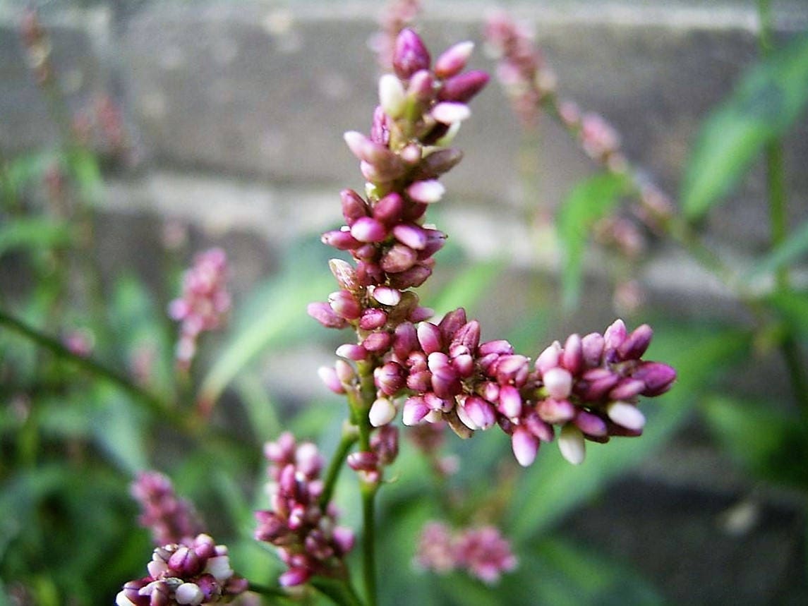 100 PINKWEED Smartweed Pink Knotweed Polygonum Wetland Flower Herb