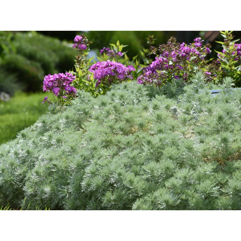 artemisia Artemisia Silver Brocade - Rocky Knoll Farm