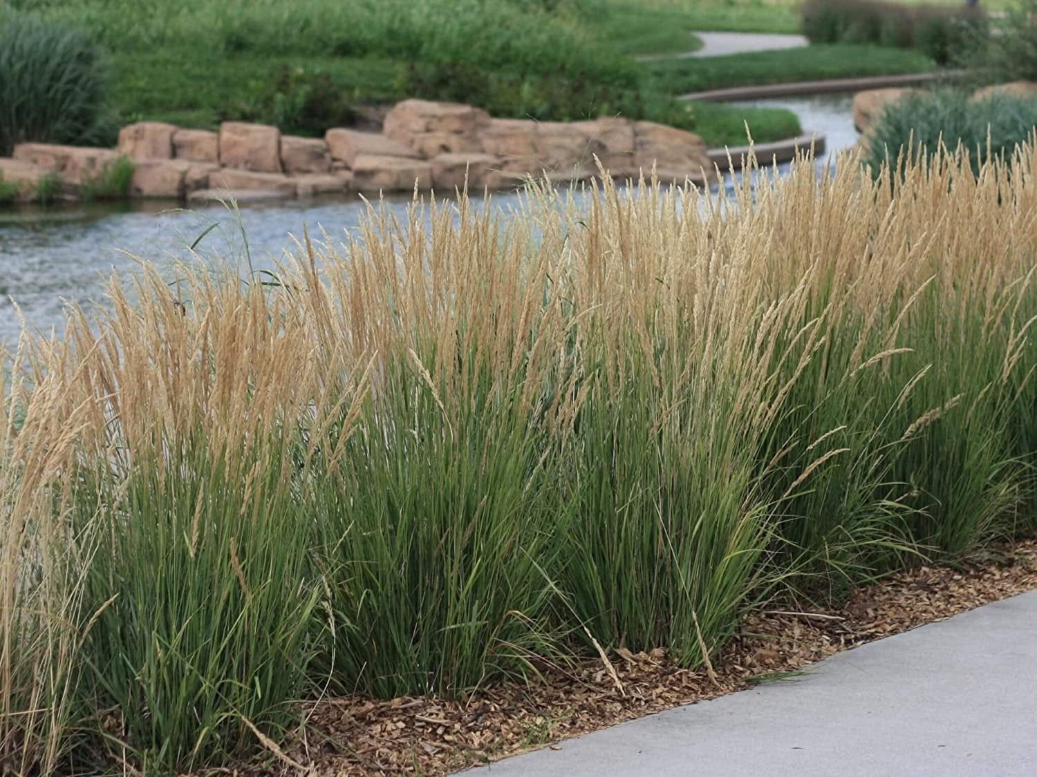 Feather Reed Grass Karl Foerster  3 Live Plants  Calamagrostis X Acutiflora  Drought Tolerant Cold Hardy Low Maintenance Ornamental Grass