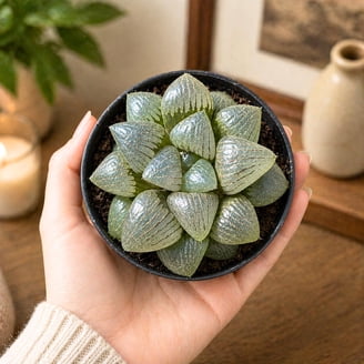 Moonstones Pachyphytum Pink Unique Succulent, Easy to Grow - 4 inch size  with Clay Pot - Walmart.com
