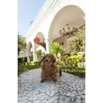 thumbnail image 7 of Chuckit! Dog Fetch Toy ULTRA BALL Durable Rubber Fits Launcher MEDIUM 4 Balls, 7 of 7