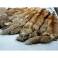 Real Tanned Hide Fur Pelt Face Tail 4550" (Grade 1)