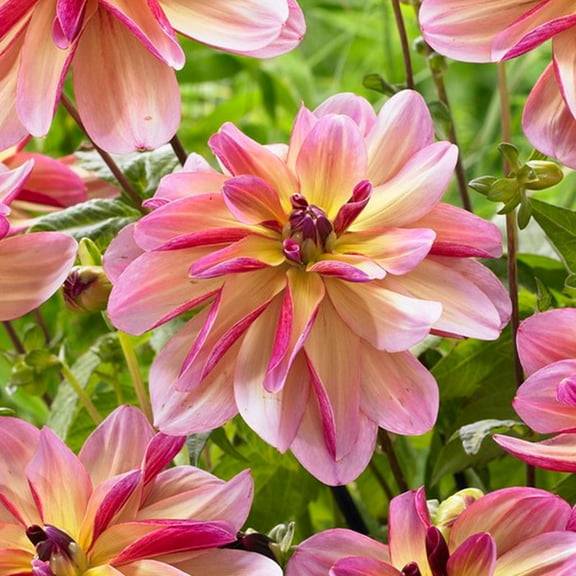 Dark Butterfly Decorative Dahlia Flower Bulbs - 3 Tubers per Pack - Deer Resistant - Good as Cut Flowers - Grows Well In Containers - Easy to Grow Live Plants - Outdoor Garden