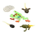 thumbnail image 4 of Figuras de Rana arborícola Zulema Juego de crecimiento, 4 of 8