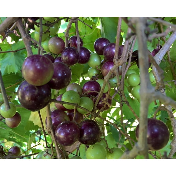 5 Muscadine Grape Vine Seeds for Planting - Vitis rotundifolia