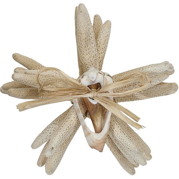 Finger Starfish Bundle with Cut Shell Craft Shells White 2-4" (8 pcs)
