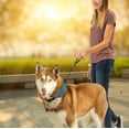 thumbnail image 5 of Nite Ize Raddog All-in-One Collar + Leash Combo, Dog Collar with Built-in Retractable Leash, Blue, Large 16"-20", 5 of 7