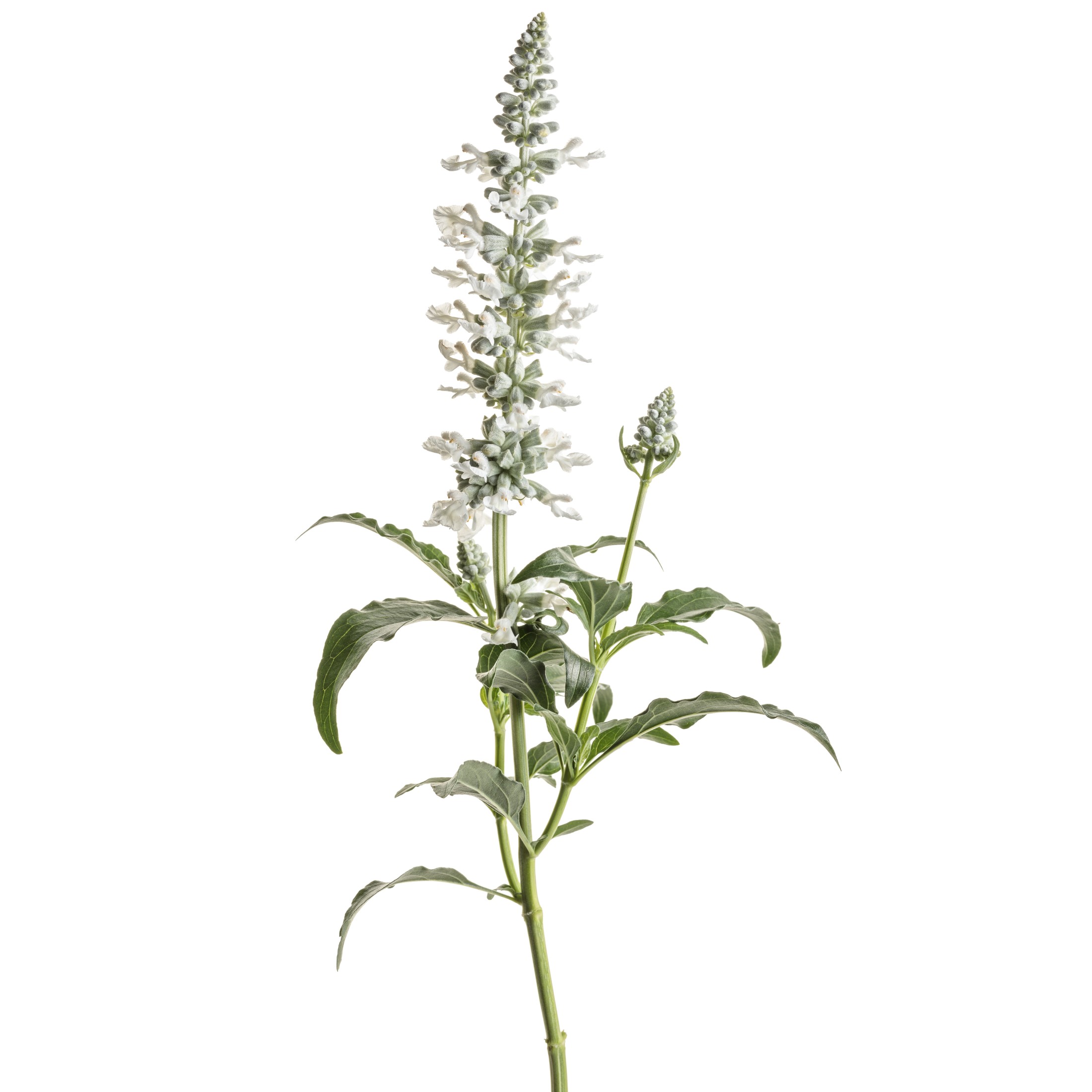 Proven Winners 8" Unplugged White Mealycup Sage Live Plant in 6.5" Pot