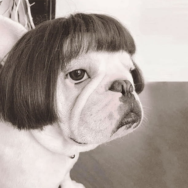 Dress Up Your Pet in Style Pet Costumes Wig Dog Cosplay Hair Puppy Cat Wigs For Small Medium Dogs Walmart en linea