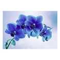 thumbnail image 2 of Tiptophomedecor Peel and Stick Floral Wallpaper Wall Mural - Blue Orchids - Removable Wall Decals, 2 of 3