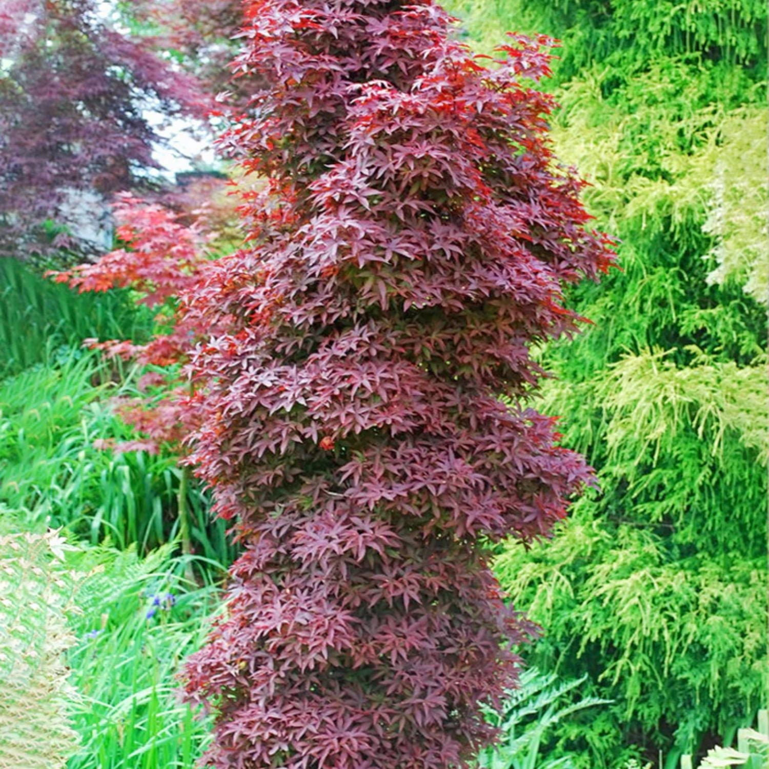 Expert Gardener 2-3' Maple Japanese Twombly’s Red Sentinel in 1 gal. Grower Pot